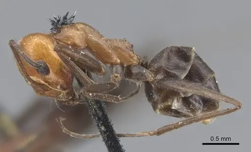 Dorymyrmex tener - CASENT0915586