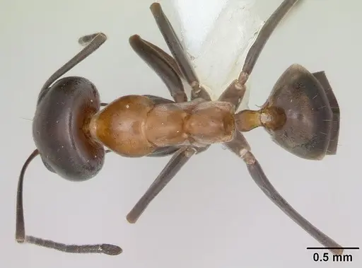 Dorymyrmex thoracicus specimen