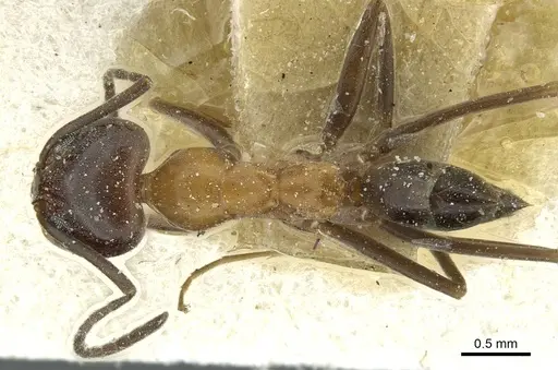 Dorymyrmex thoracicus - CASENT0911535