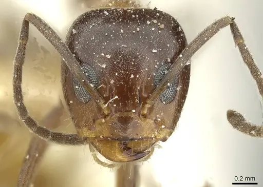 Dorymyrmex thoracicus - CASENT0911535