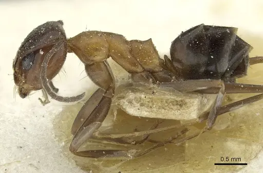 Dorymyrmex thoracicus - CASENT0911535