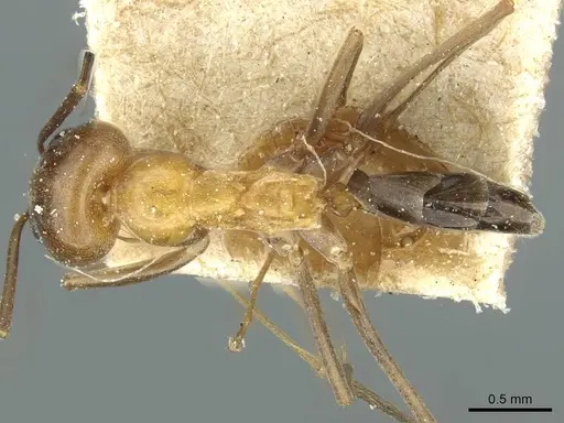 Dorymyrmex thoracicus - CASENT0911536