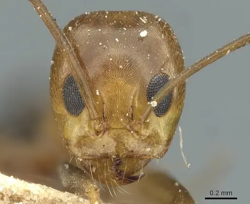 Dorymyrmex thoracicus - CASENT0911536