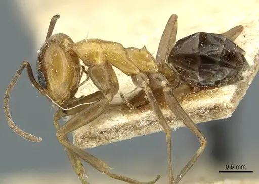 Dorymyrmex thoracicus - CASENT0911536