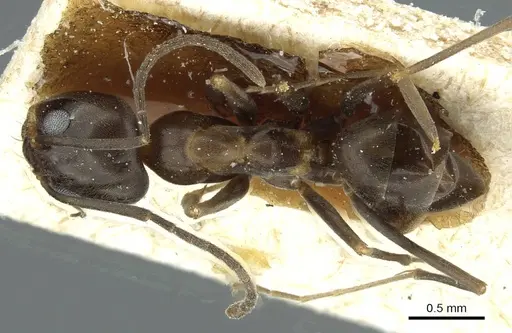 Dorymyrmex thoracicus - CASENT0911537