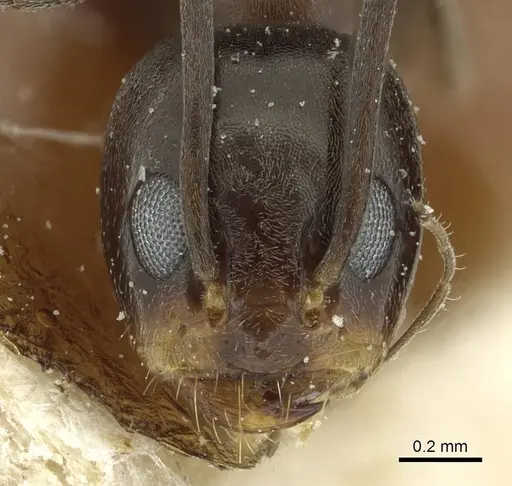 Dorymyrmex thoracicus - CASENT0911537