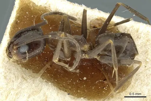 Dorymyrmex thoracicus - CASENT0911537