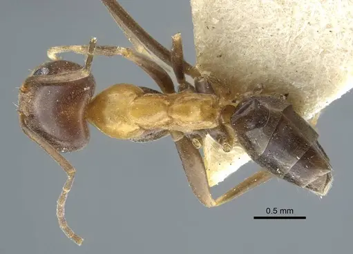 Dorymyrmex thoracicus - CASENT0917126