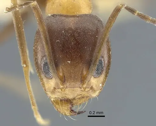 Dorymyrmex thoracicus - CASENT0917126