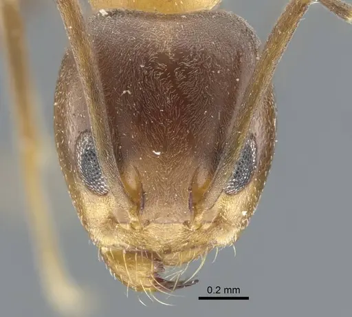 Dorymyrmex thoracicus - CASENT0917126