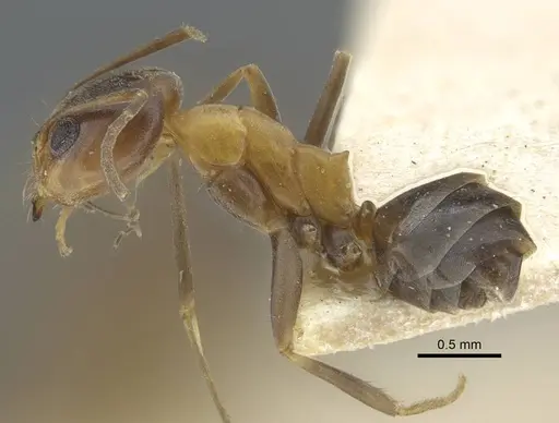 Dorymyrmex thoracicus - CASENT0917126