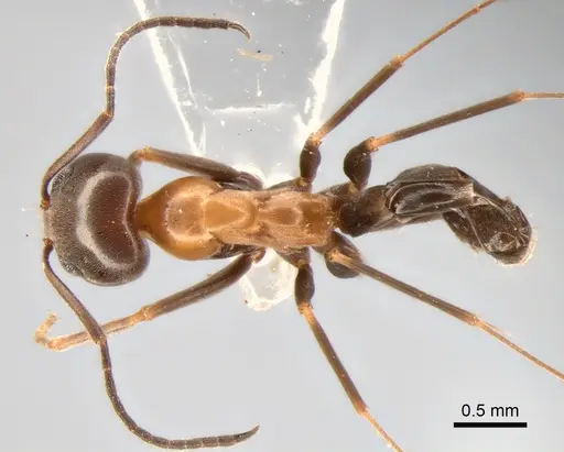 Dorymyrmex thoracicus - DZUP517826