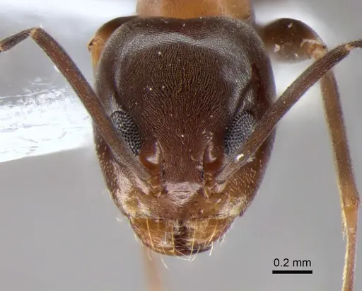 Dorymyrmex thoracicus - DZUP517826