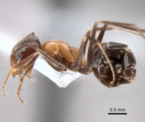 Dorymyrmex thoracicus - DZUP517826