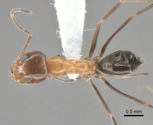 Dorymyrmex thoracicus - DZUP517952