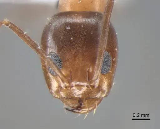 Dorymyrmex thoracicus - DZUP517952