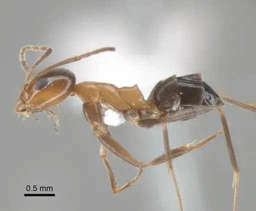 Dorymyrmex thoracicus - DZUP517952