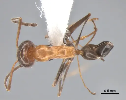 Dorymyrmex thoracicus - DZUP517975