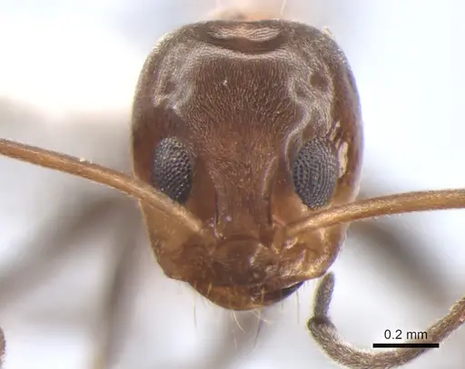 Dorymyrmex thoracicus - DZUP517975