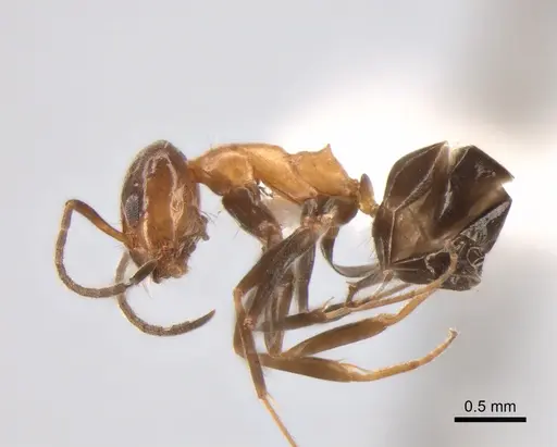 Dorymyrmex thoracicus - DZUP517975