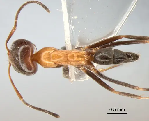 Dorymyrmex thoracicus - DZUP517987