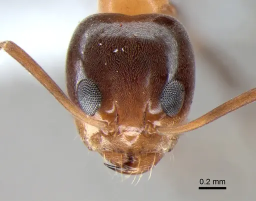 Dorymyrmex thoracicus - DZUP517987