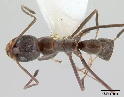 Dorymyrmex tuberosus specimen