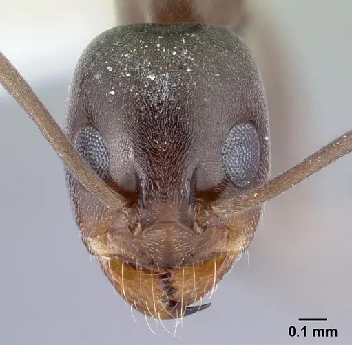 Dorymyrmex tuberosus specimen