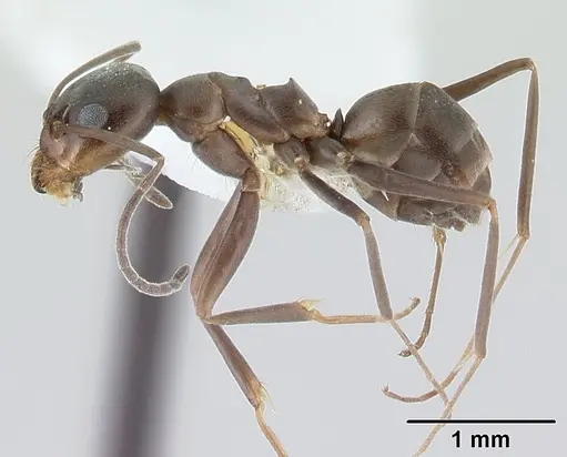 Dorymyrmex tuberosus specimen