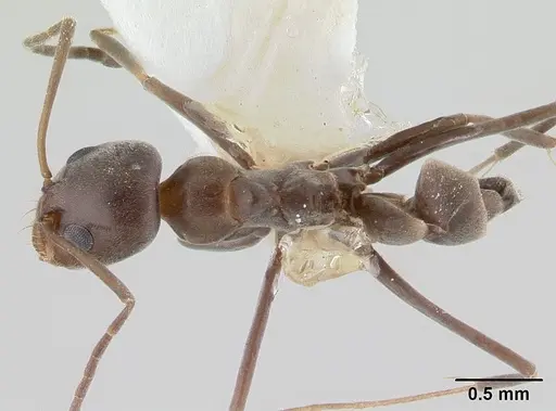 Dorymyrmex tuberosus - CASENT0179519