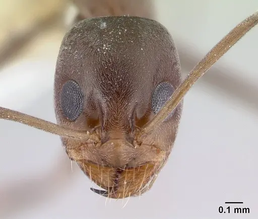 Dorymyrmex tuberosus - CASENT0179519