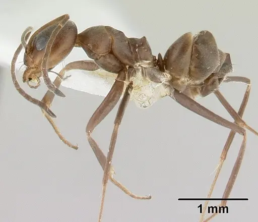 Dorymyrmex tuberosus - CASENT0179519