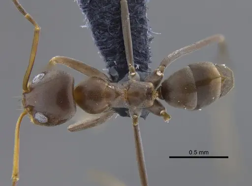 Dorymyrmex tuberosus - CBUMAGENT41854