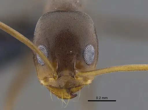 Dorymyrmex tuberosus - CBUMAGENT41854