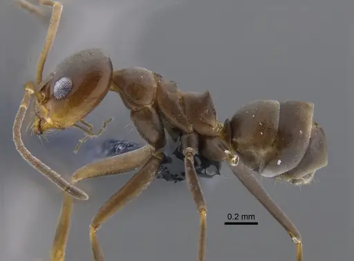 Dorymyrmex tuberosus - CBUMAGENT41854