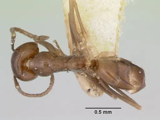 Dorymyrmex wheeleri specimen