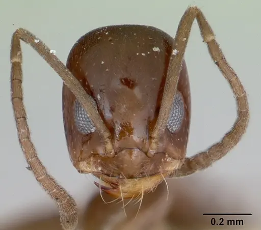 Dorymyrmex wheeleri specimen