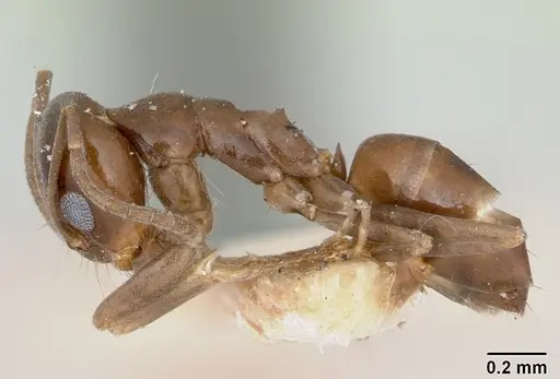 Dorymyrmex wheeleri specimen