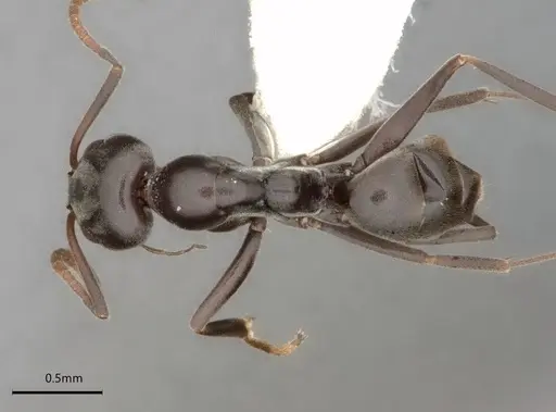 Dorymyrmex wolffhuegeli specimen