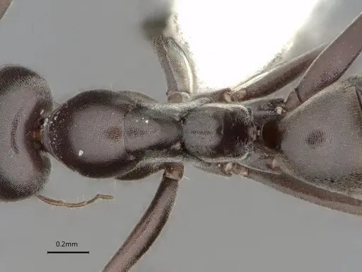 Dorymyrmex wolffhuegeli specimen