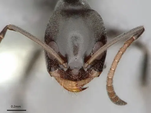 Dorymyrmex wolffhuegeli specimen