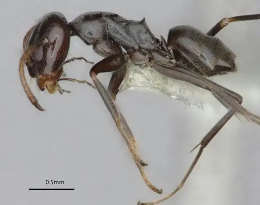 Dorymyrmex wolffhuegeli - CASENT0841503