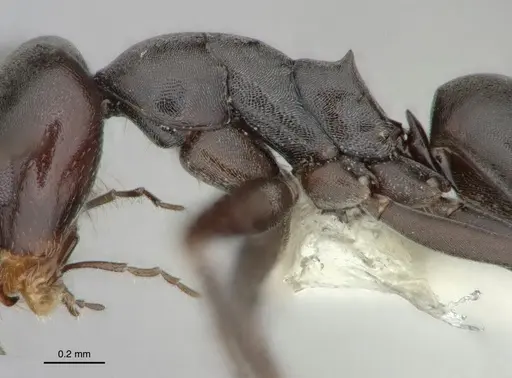 Dorymyrmex wolffhuegeli - CASENT0841503