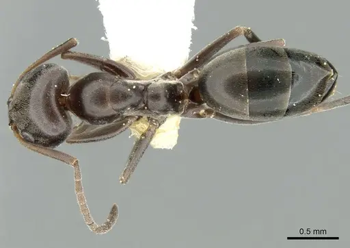 Dorymyrmex wolffhuegeli - CASENT0906228