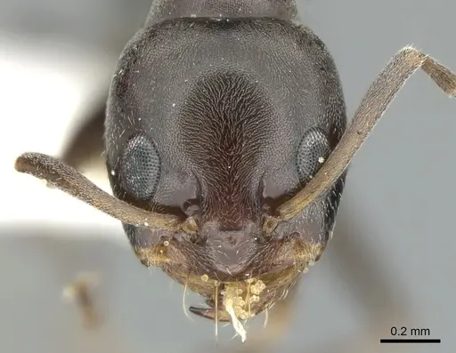 Dorymyrmex wolffhuegeli - CASENT0906228