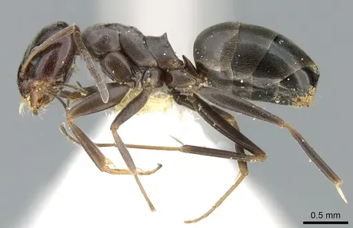 Dorymyrmex wolffhuegeli - CASENT0906228