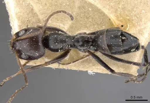 Dorymyrmex wolffhuegeli - CASENT0909747