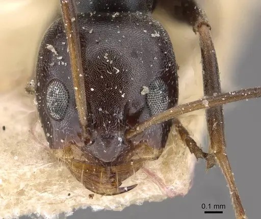 Dorymyrmex wolffhuegeli - CASENT0909747