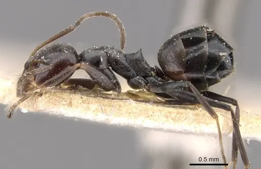 Dorymyrmex wolffhuegeli - CASENT0909747