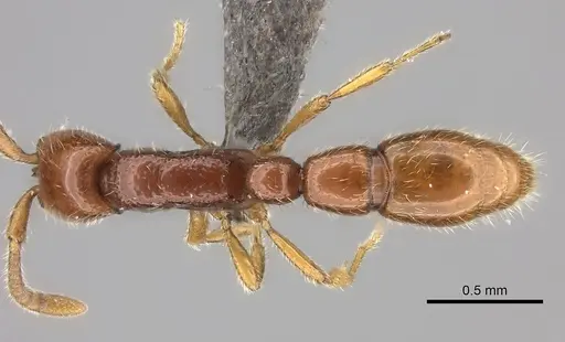 Eburopone wroughtoni specimen